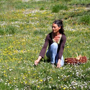 Bellis Nobilis