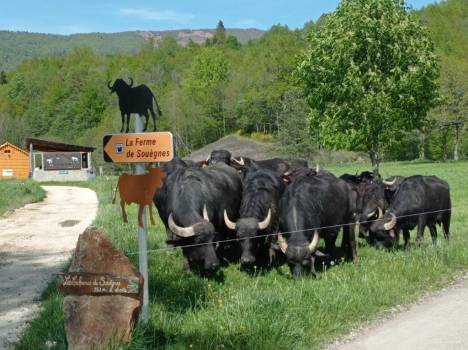 La Ferme de Souègnes