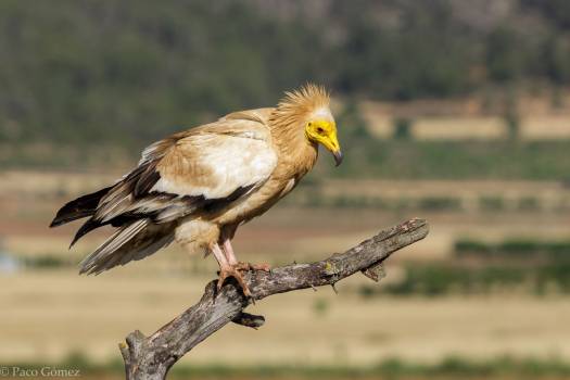 Au pays des grands rapaces - Escursia