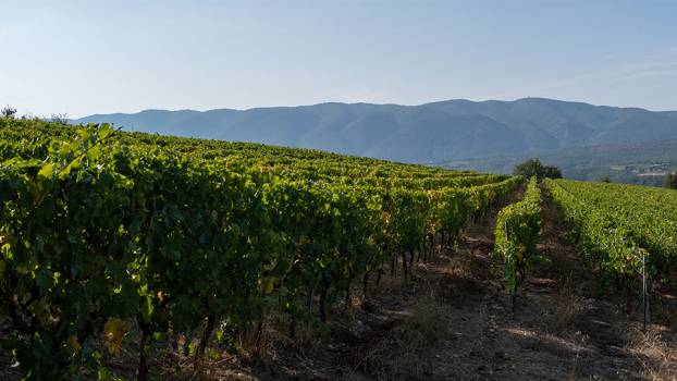Vignoble Domaine Allois