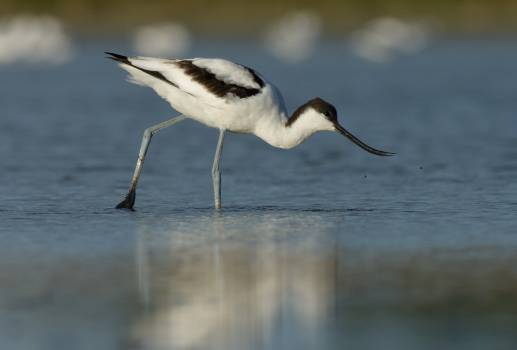 Avocette