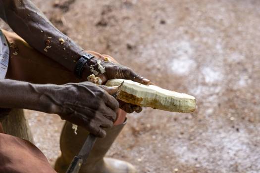 Manioc