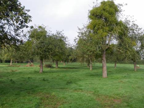 Jus de pomme Marque Valeurs Parc naturel régional de l'Avesnois