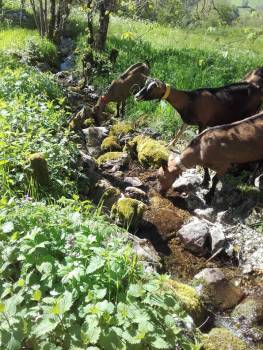 Les chèvres au ruisseau