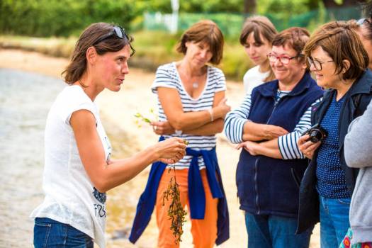 Découverte des algues Golfe du Morbihan