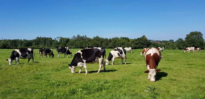 Prairie Ferme aux charmes Solre-le-Château