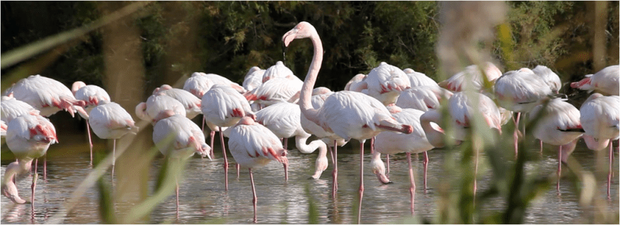 Parc ornithologique de Pont de Gau - flamants roses