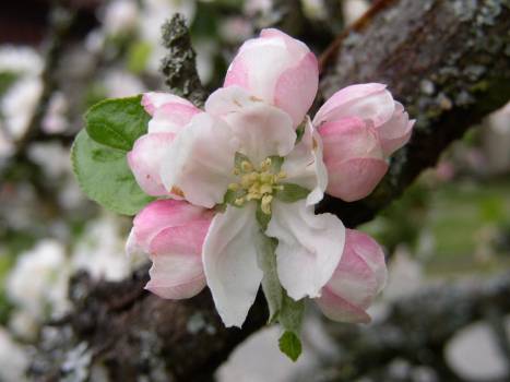 Fleur de pommier - Pommes de Pyrène