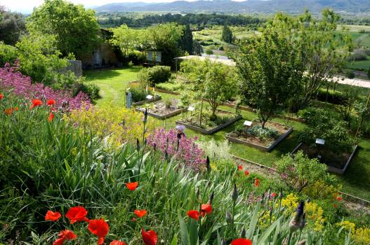 Jardin des plantes tinctoriales_Parc du Luberon