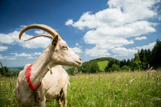 Ferme des Marrous'©Raphaël Kann/PNR Pyrénées Ariégeoises