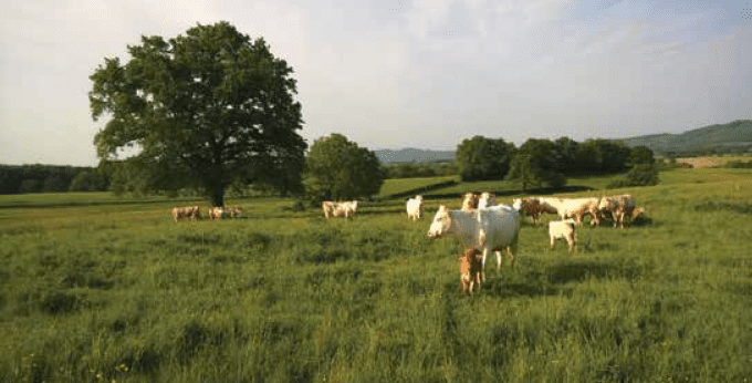 © Franck Paquerieud / Parc naturel régional du Morvan