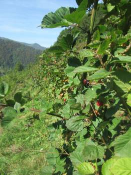 Les sorbets d'Ariège