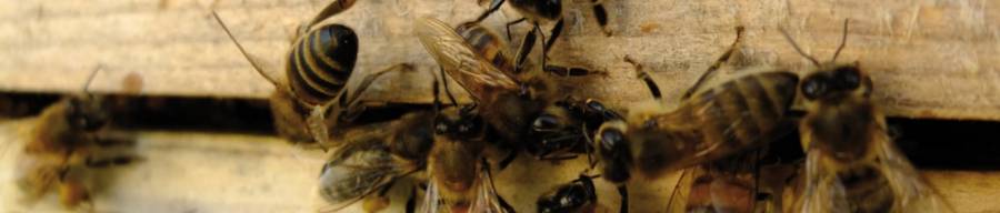 Abeilles dans ruches du Marais poitevin