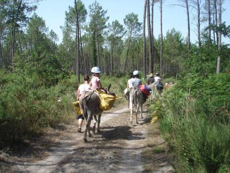 Balade avec un âne Landes de Gascogne