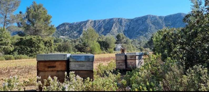 Rucher des Alpilles - Miel