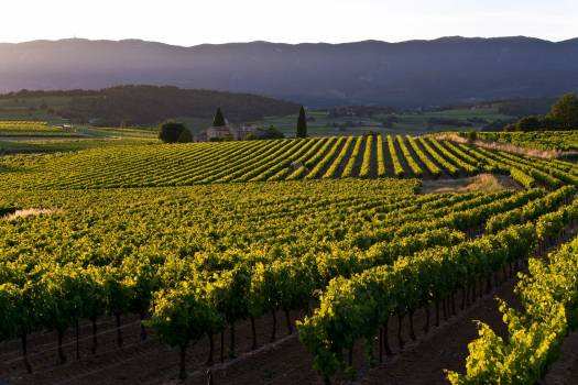 Terre Valdèze PNR Luberon