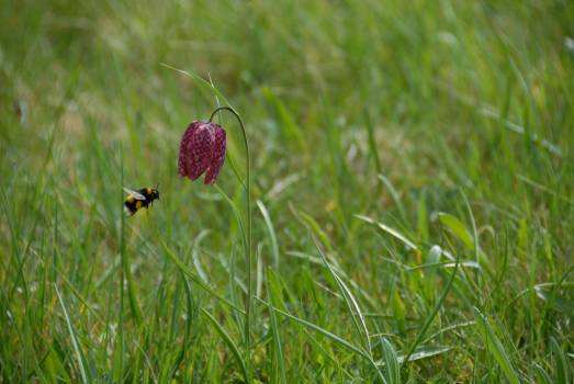 Fritillaire pintade © Guillaume Amirault