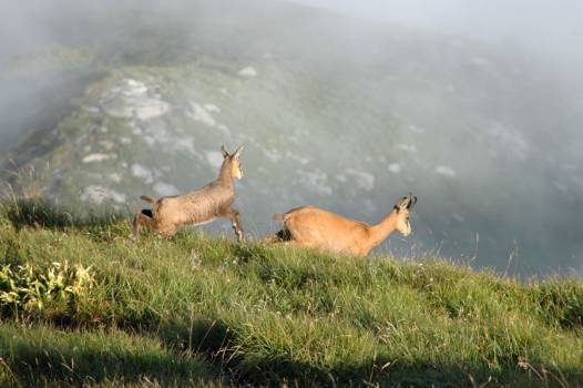 Approche les chamois dans la Réserve nationale de Chasse et de Faune Sauvage des Bauges