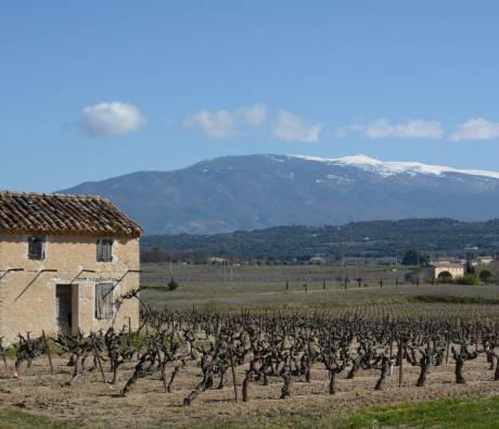 Cabanon et vignes - Mazan (84)