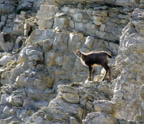 Chamois - face nord Ventoux