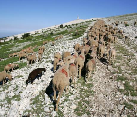 Troupeau ovin en estive - sommet Ventoux