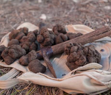 Truffes du Ventoux et piolet