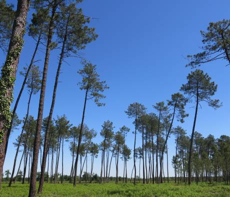 Forêt Garein