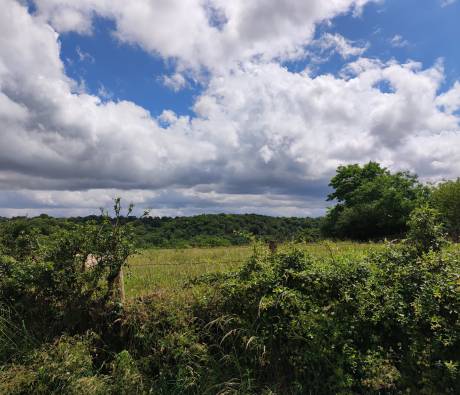 Paysage dans le PNR de la Brenne 