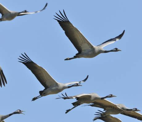 Grues cendrées