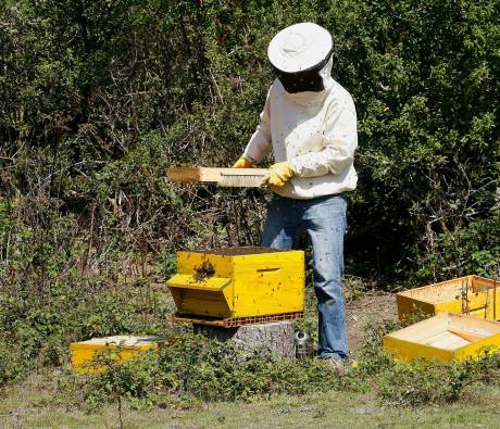 Apiculture récolte Golfe du Morbihan