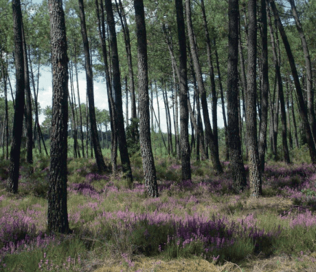 © Photothèque Parc naturel régional des Landes de Gascogne