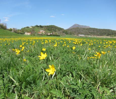 Champ de Tulipes sylvestres