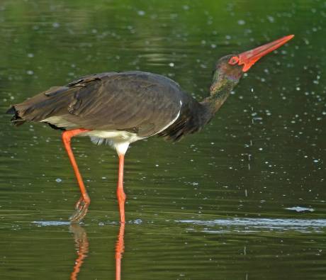 Cigogne noire