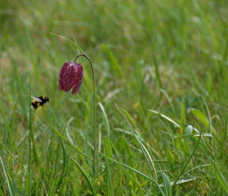 Fritillaire pintade © Guillaume Amirault