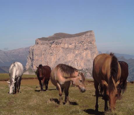 Garderie chevaux - Réserve naturelle © PNR Vercors