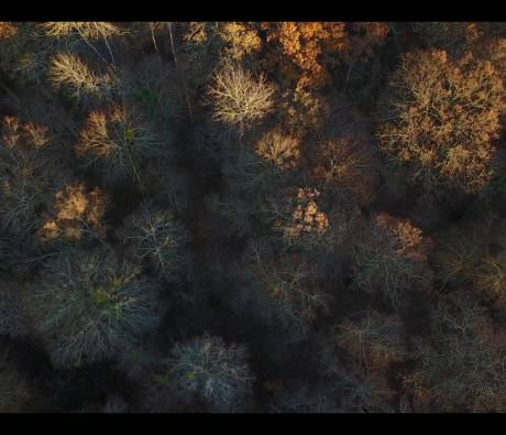 Forêt d'Orient en automne