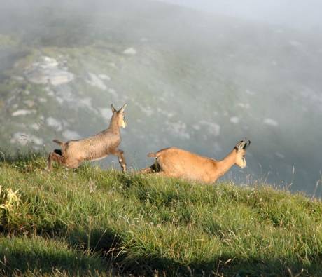 Approche les chamois dans la Réserve nationale de Chasse et de Faune Sauvage des Bauges