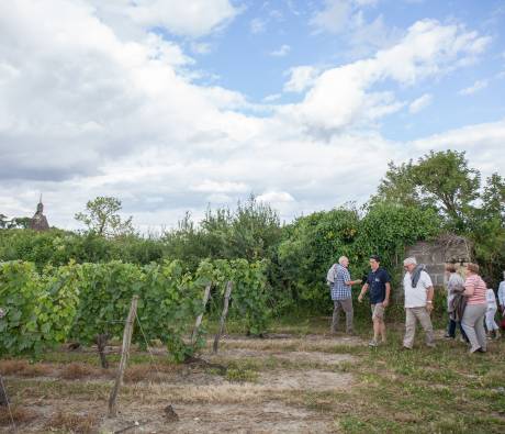 Les vignes du Saumur Champigny © Jérome Paressant