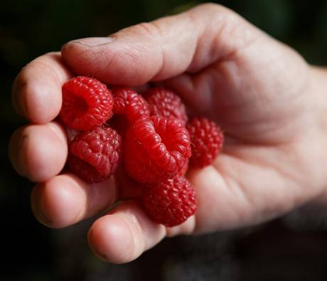 Framboises du Parc des Pyrénées Ariégeoises