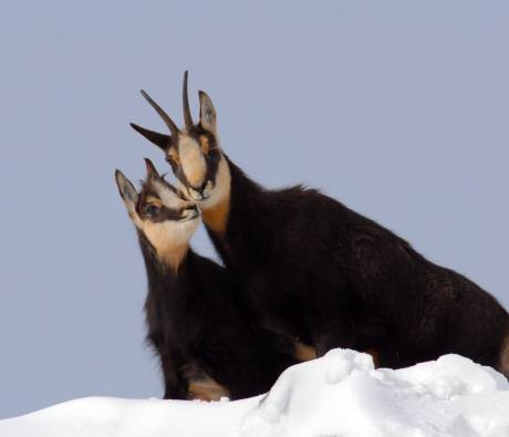 Un moment de tendresse entre chamois sur les sommets enneigés du Massif des Bauges