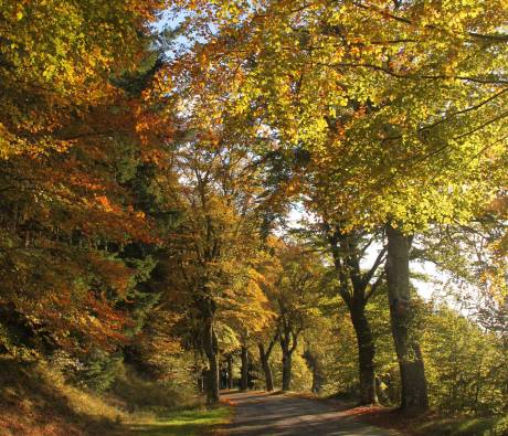 La route des Hêtres entre Meymac et Pérols-sur-Vézère joli paysage d'automne couleurs