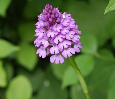 Orchis pyramidal