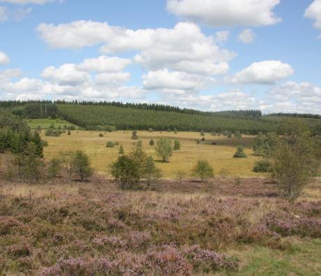 Tourbière du Longeyroux en Corrèze bruyère landes