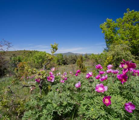 Pivoines sauvages