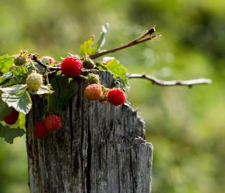 Framboises du Parc des Pyrénées Ariégeoises