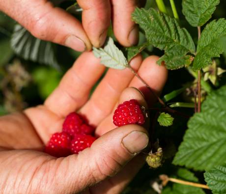 Framboises du Parc des Pyrénées Ariégeoises