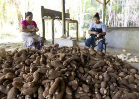 Manioc