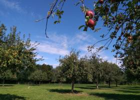 Jus de pomme bio Marque Valeurs Parc naturel régional de l'Avesnois