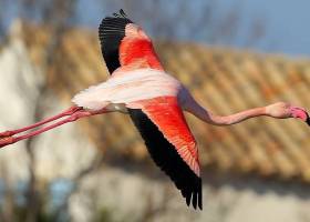 Camargue et Alpilles : le triangle d'or de la biodiversité - Escursia