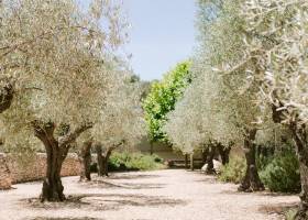 Domaine La Pierre Blanche - Alpilles